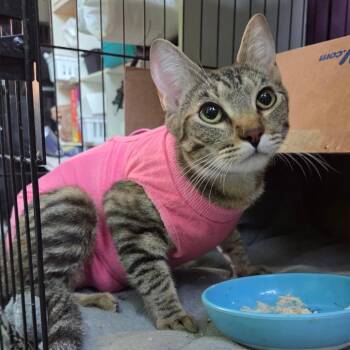 Teddy -  Domestic Short Hair Cat Available for Adoption in San Diego, California - Teddy | PetCurious