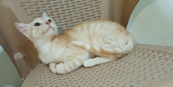 Rescue Domestic Short Hair Cats for Adoption in Brampton, Ontario - Lily L | PetCurious