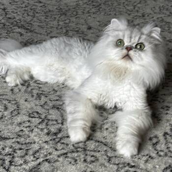 JOJO & SMUDGE -  Persian Cat for Adoption in Kenosha, Wisconsin - JOJO & SMUDGE | PetCurious