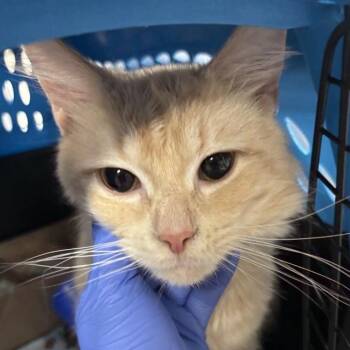 Domestic Long Hair Cats Available for Adoption in New York, New York - Precious | PetCurious