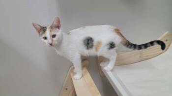 Domestic Short Hair Cats Available for Adoption in Merrillville, Indiana - Georgina | PetCurious
