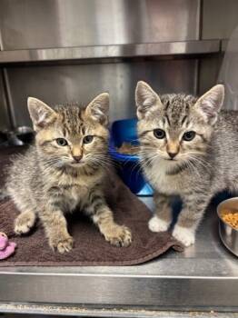 Rescue Domestic Short Hair Cats for Adoption in Everett, Washington - Finland | PetCurious
