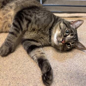 Domestic Short Hair Cats Available for Adoption in South Burlington, Vermont - Louie | PetCurious