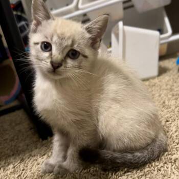 Samba -  Domestic Short Hair and Siamese Cat for Adoption in Evansville, Indiana - Samba | PetCurious