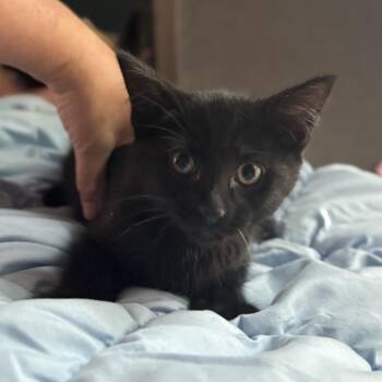 Kawaii Chapman -  Domestic Short Hair Cat Available for Adoption in Merrifield, Virginia - Kawaii Chapman | PetCurious
