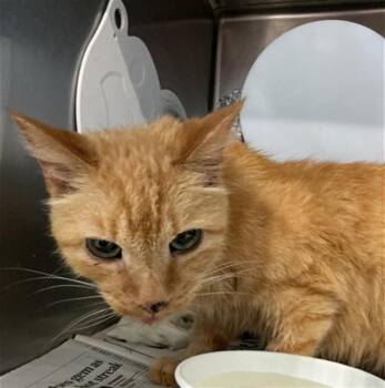 DOUG -  Domestic Medium Hair Cat for Adoption in San Bernardino, California - DOUG | PetCurious