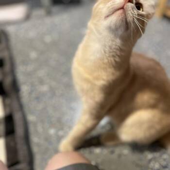 Roy -  Domestic Short Hair Cat for Adoption in Seven Valleys, Pennsylvania - Roy | PetCurious