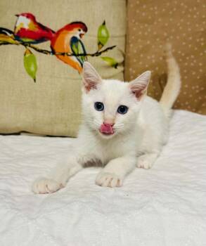 Honey -  Domestic Short Hair Cat for Adoption in Groveland, Massachusetts - Honey | PetCurious