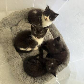 Miles -  Domestic Short Hair Cat for Adoption in Long Beach, California - Miles | PetCurious