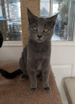 Domestic Short Hair Cats Available for Adoption - Pepper Ann Shewman (sweet And Beautiful Gray Girl!) | PetCurious