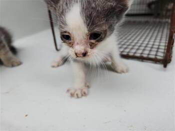 Domestic Short Hair Cats Available for Adoption in Houston, Texas - A655523 | PetCurious