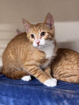 Arrow -  Domestic Short Hair Cat for Adoption in Hackensack, Minnesota - Arrow | PetCurious