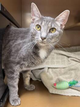 Domestic Short Hair Cats Available for Adoption in Seneca, South Carolina - Sprout $25 | PetCurious