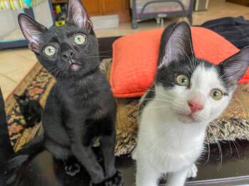 Roy -  Domestic Short Hair Cat for Adoption in Pompano Beach, Florida - Roy | PetCurious