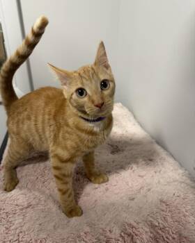 Cash -  Domestic Short Hair Cat for Adoption in Lincoln, Nebraska - Cash | PetCurious