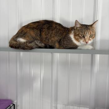 Rescue American Shorthair Cats for Adoption in Big Rapids, Michigan - Cecelia | PetCurious