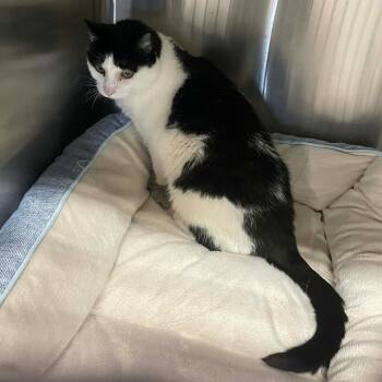 Domestic Short Hair Cats Available for Adoption in Austin, Texas - Big Comfy Couch | PetCurious