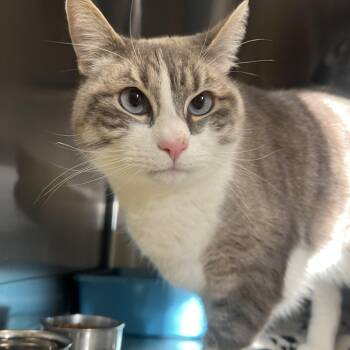 Milo -  Domestic Short Hair Cat for Adoption in Spokane Valley, Washington - Milo | PetCurious