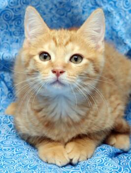 Domestic Short Hair Cats Available for Adoption - Finn | PetCurious