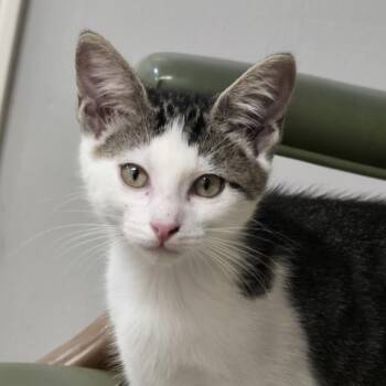 Rescue American Shorthair Cats for Adoption in Park Row, Texas - Tango | PetCurious