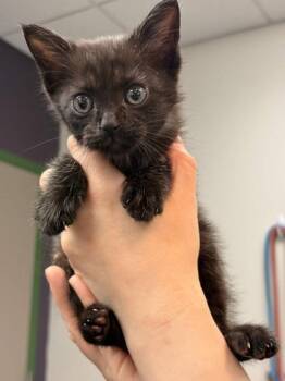 Domestic Short Hair Cats Available for Adoption in Memphis, Tennessee - Scorpio | PetCurious