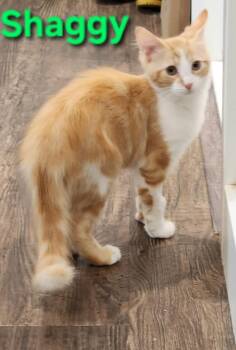 Shaggy (siblings are Freddy & Velma) -  Domestic Medium Hair Cat for Adoption in Brighton, Michigan - Shaggy (siblings Are Freddy & Velma) | PetCurious