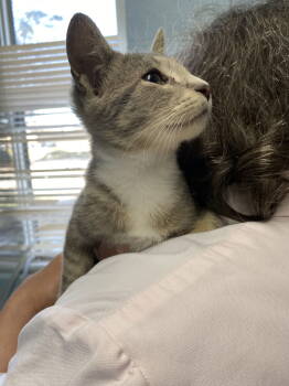 Rescue Domestic Short Hair Cats for Adoption in Rustburg, Virginia - Stumpy - At Shelter | PetCurious