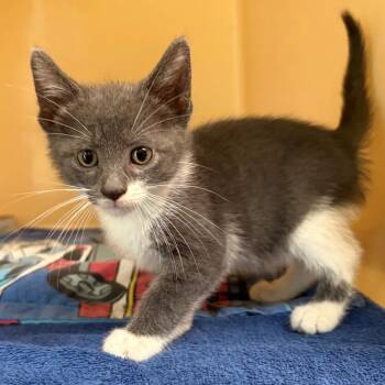 Austin - Blue -  Domestic Short Hair Cat for Adoption in East Hanover, New Jersey - Austin - Blue | PetCurious
