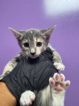 Domestic Short Hair Cats Available for Adoption in El Paso, Texas - 60887199 | PetCurious