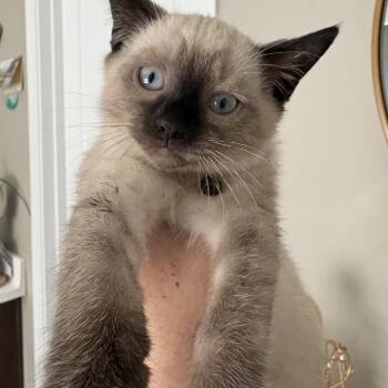 Siamese and Domestic Short Hair Cats Available for Adoption in San Tan Valley, Arizona - Romano | PetCurious