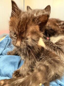Tux -  Domestic Short Hair Cat for Adoption in Rensselaer, Indiana - Tux | PetCurious