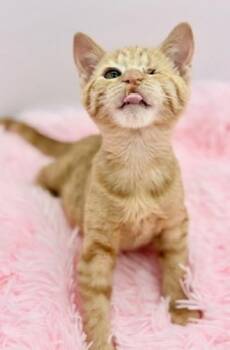 Fomite -  Domestic Short Hair Cat for Adoption in Covington, Louisiana - Fomite | PetCurious
