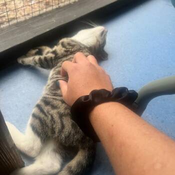 Domestic Short Hair Cats Available for Adoption in Melrose, Florida - Tony | PetCurious