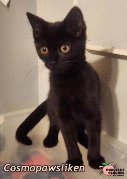 Cosmopawsliken -  Domestic Short Hair Cat for Adoption in Douglasville, Georgia - Cosmopawsliken | PetCurious