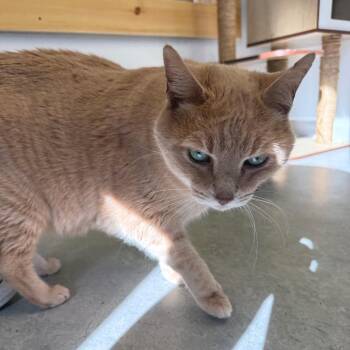 Domestic Short Hair Cats Available for Adoption in Morristown, Vermont - Lukie | PetCurious