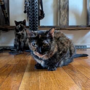 Rescue Domestic Short Hair Cats for Adoption in Morristown, New Jersey - Dolly Purrton | PetCurious