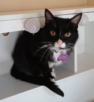 Rescue Domestic Short Hair Cats for Adoption in Hendersonville, Tennessee - Boo - Lazy & Loving | PetCurious