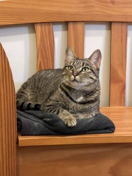 Rescue Tabby Cats for Adoption in Cary, North Carolina - Emi | PetCurious