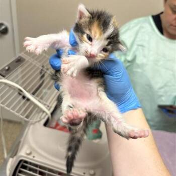 Ravana -  Domestic Short Hair Cat for Adoption in Tempe, Arizona - Ravana | PetCurious