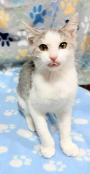 Lolli Pop -  Domestic Short Hair Cat for Adoption in Jackson, Georgia - Lolli Pop | PetCurious