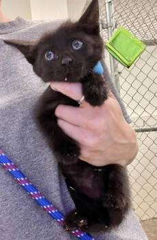 Rescue Domestic Short Hair Cats for Adoption in Rosenberg, Texas - FRITO | PetCurious