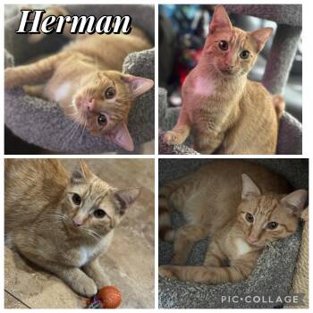 Rescue Tabby Cats for Adoption in Houston, Texas - HERMAN | PetCurious