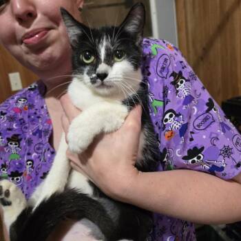 Rescue Domestic Short Hair Cats for Adoption in Tylertown, Mississippi - Amy | PetCurious