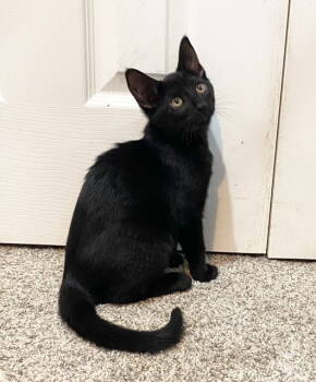 Rescue Domestic Short Hair Cats for Adoption in Rochester, New York - Honey | PetCurious