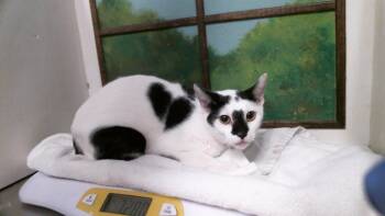 A2096828 -  Domestic Short Hair Cat for Adoption in Houston, Texas - A2096828 | PetCurious