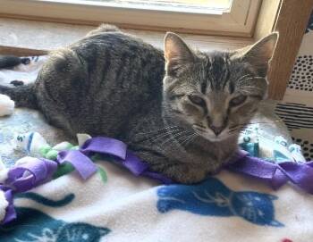 Rescue Tabby Cats for Adoption in Goshen, Indiana - Huckleberry | PetCurious