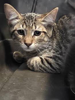 A138551 -  Domestic Short Hair Cat for Adoption in Palmetto, Florida - A138551 | PetCurious