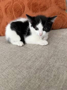 Monet -  Domestic Short Hair Cat for Adoption - Monet | PetCurious