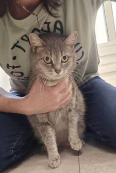 Ellie -  Domestic Short Hair Cat for Adoption in Dickson, Tennessee - Ellie | PetCurious
