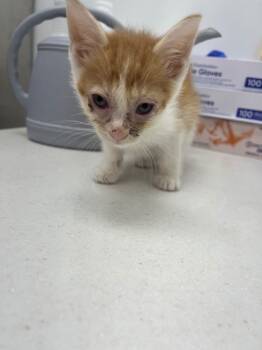 Rescue Domestic Short Hair Cats for Adoption in Hartsville, South Carolina - Porkchop | PetCurious